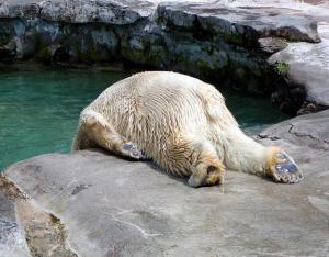 hangover-polar-bear.jpg