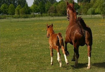 Thumbnail image for mare and foal.jpg