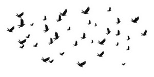 Birds scatter.jpg