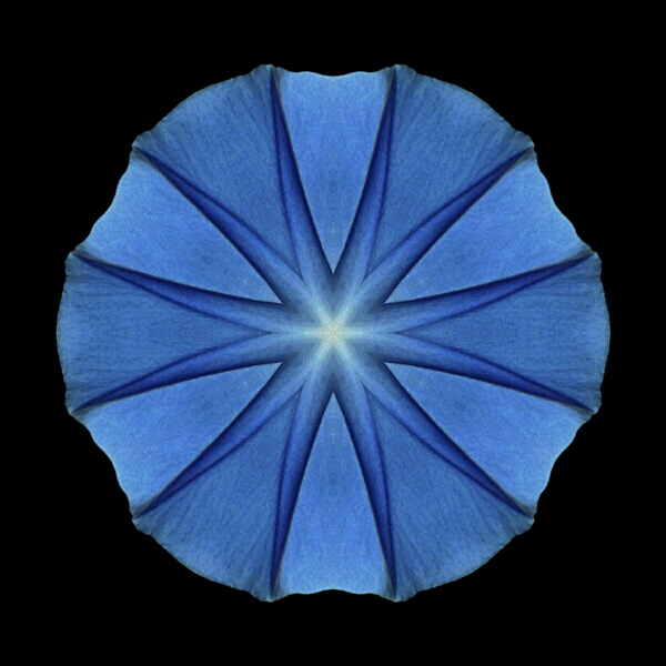 Blue_Morning_Glory_II.jpg