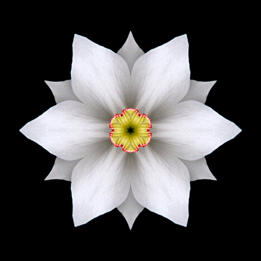 Daffodil_II_512x512.jpg