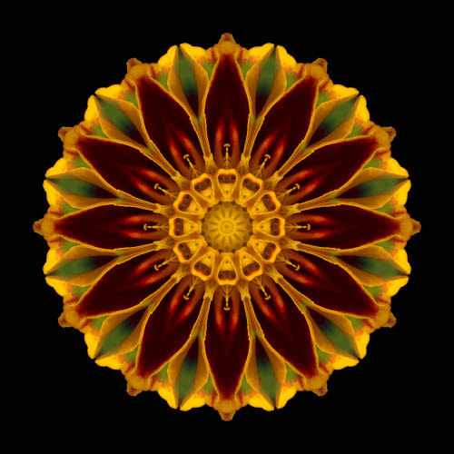 Marigold%20V.jpg