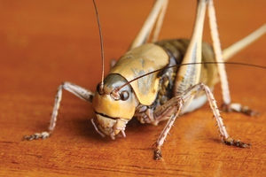 mormon_cricket_1_web.jpg