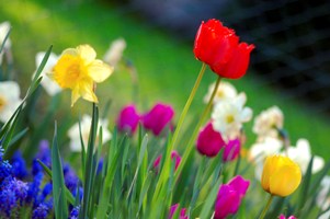 Colorful spring garden