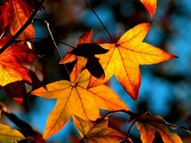 Pretty-Autumn-Leaves.jpg