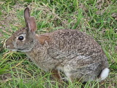 Eastern cottontail rabbit .jpg