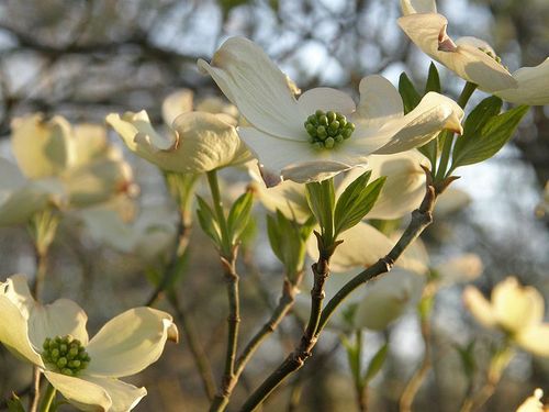 Dogwood-blossoms1.jpg