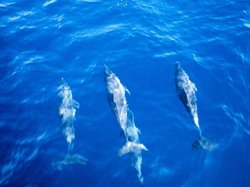 dolphins_gulf.jpg