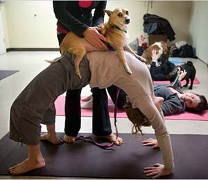 doggy_yoga.jpg