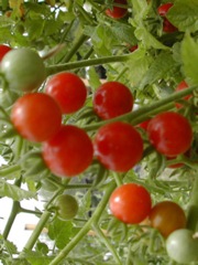 tomatomania.jpg
