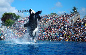 2009-Seaworld-Shamu