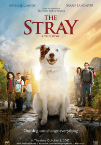 the-stray-movie