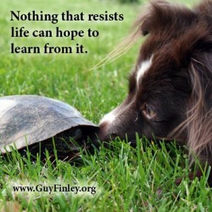 tortoise and dog