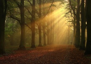 light rays penetrating woods
