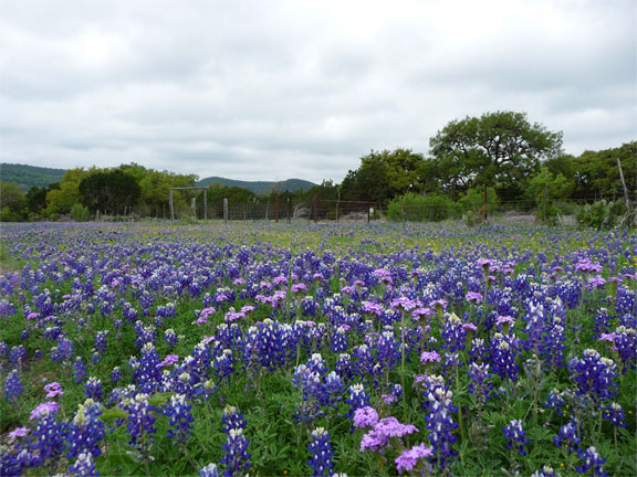 Bluebonnets in the Hill Country