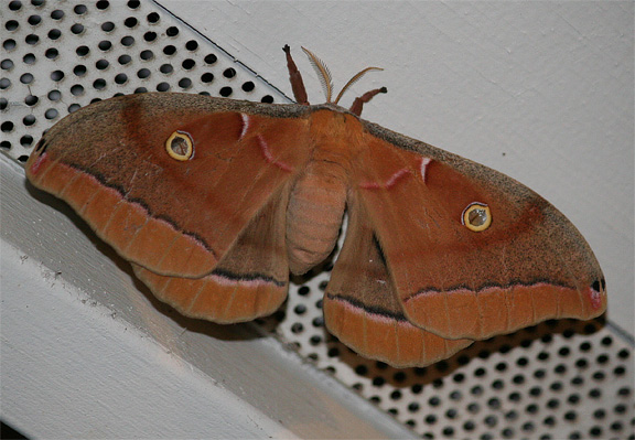 polyphemus-moth-8.jpg
