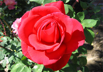 red-rose-5.jpg