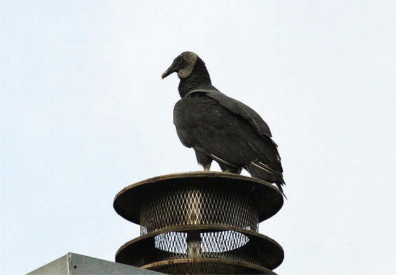 vulture-chimney-8.jpg