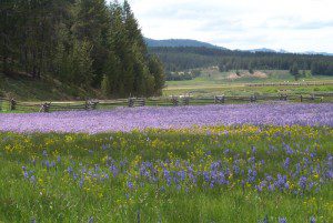 camas_lilies2